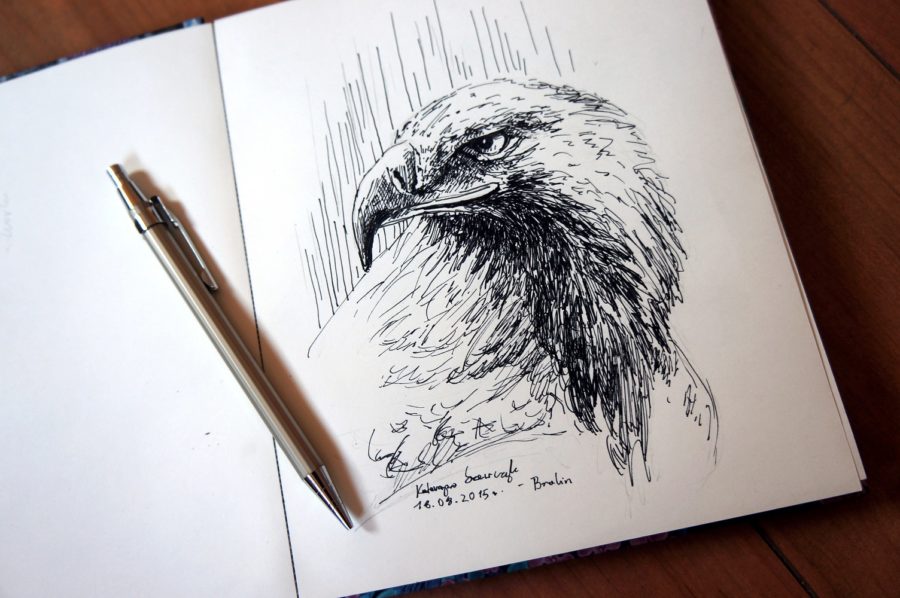 Orzeł - szkic - rysunek, piórko