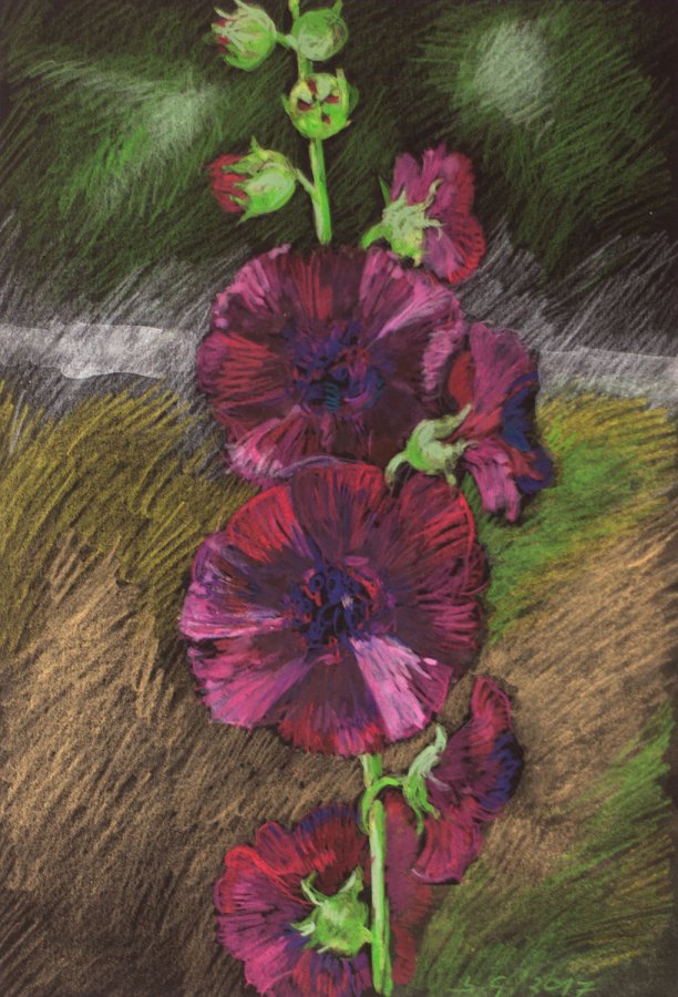 Barbara Glegoła, Malwa - kredka akwarelowa, 2017